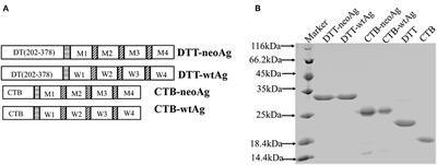 The Immunogenicity and Anti-tumor Efficacy of a Rationally Designed Neoantigen Vaccine for B16F10 Mouse Melanoma